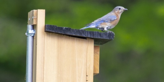 WHEP: Bluebird Box Workshop
