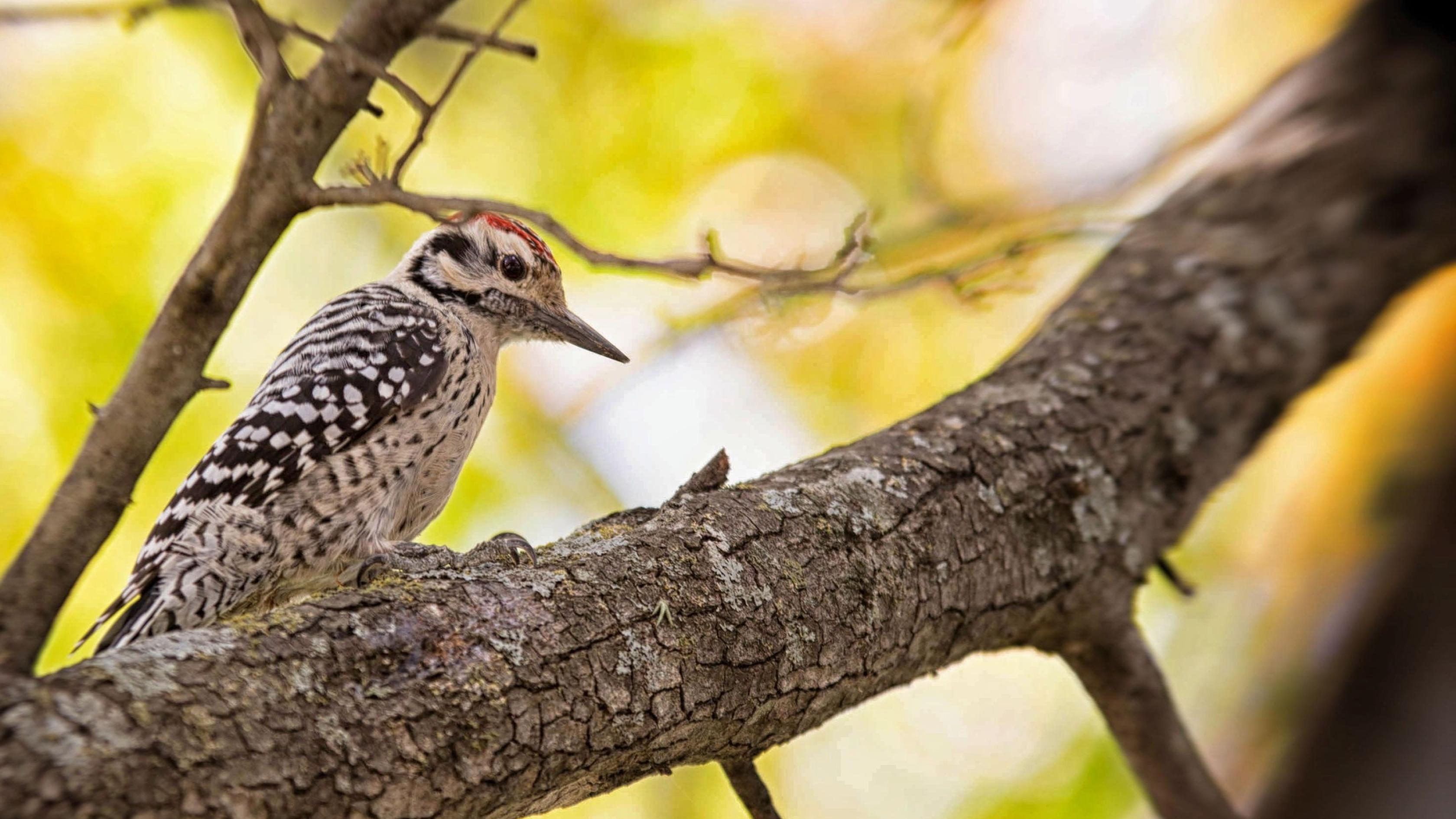 Bird Watching - Warrensburg Chamber Of Commerce